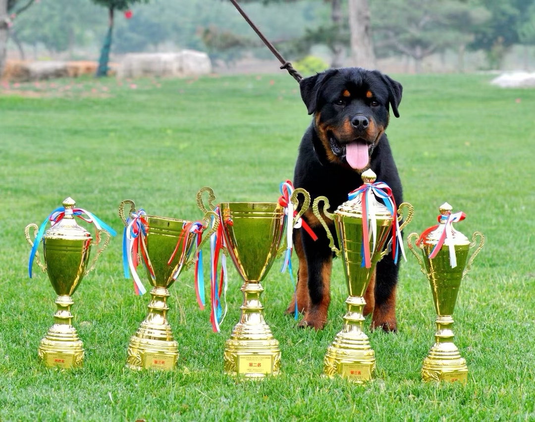 双血统罗威纳❤️带证书芯片