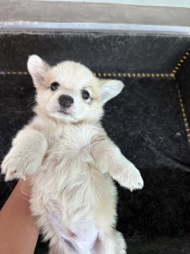 自家柯基幼犬出售，可爱活泼好动，已打一针疫苗