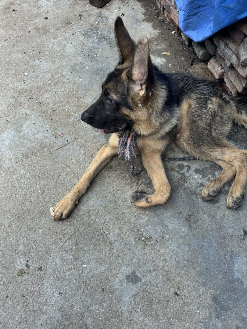 德国牧羊犬