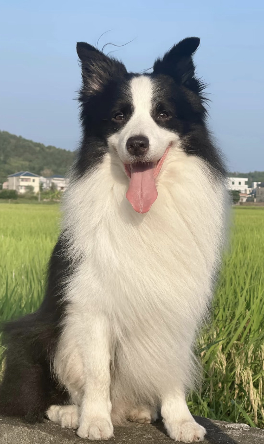 出售成犬边牧❤️七白三通