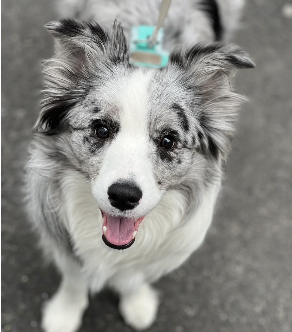 双血统边境牧羊犬❤️平台推荐
