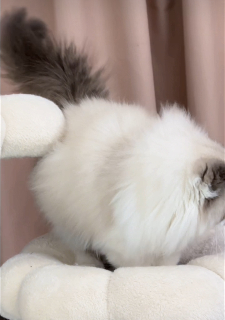 哈血新脸版布偶猫,海双弟弟,甜美饱满娃娃脸,圆嘴套高颜值,疫苗齐全。