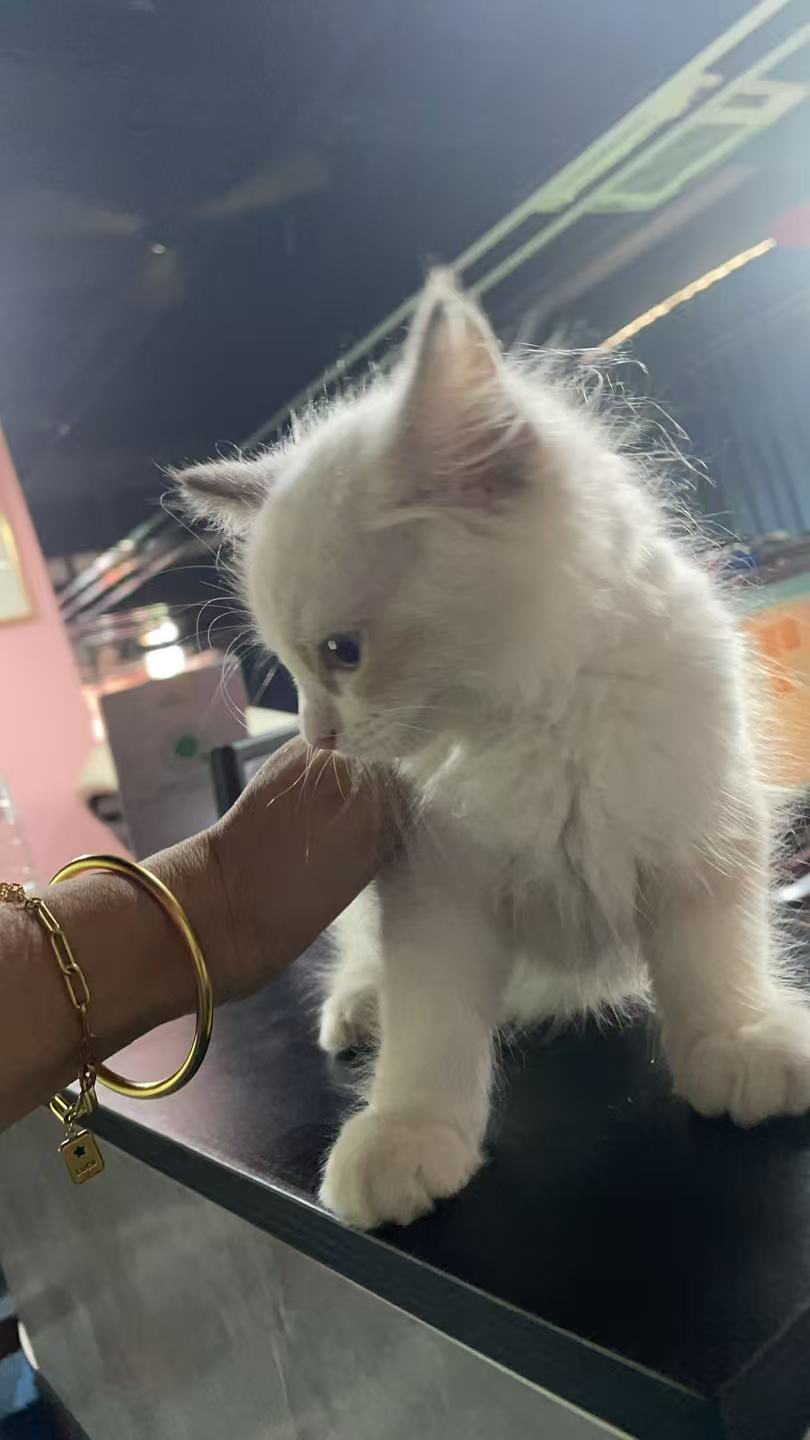 布偶猫