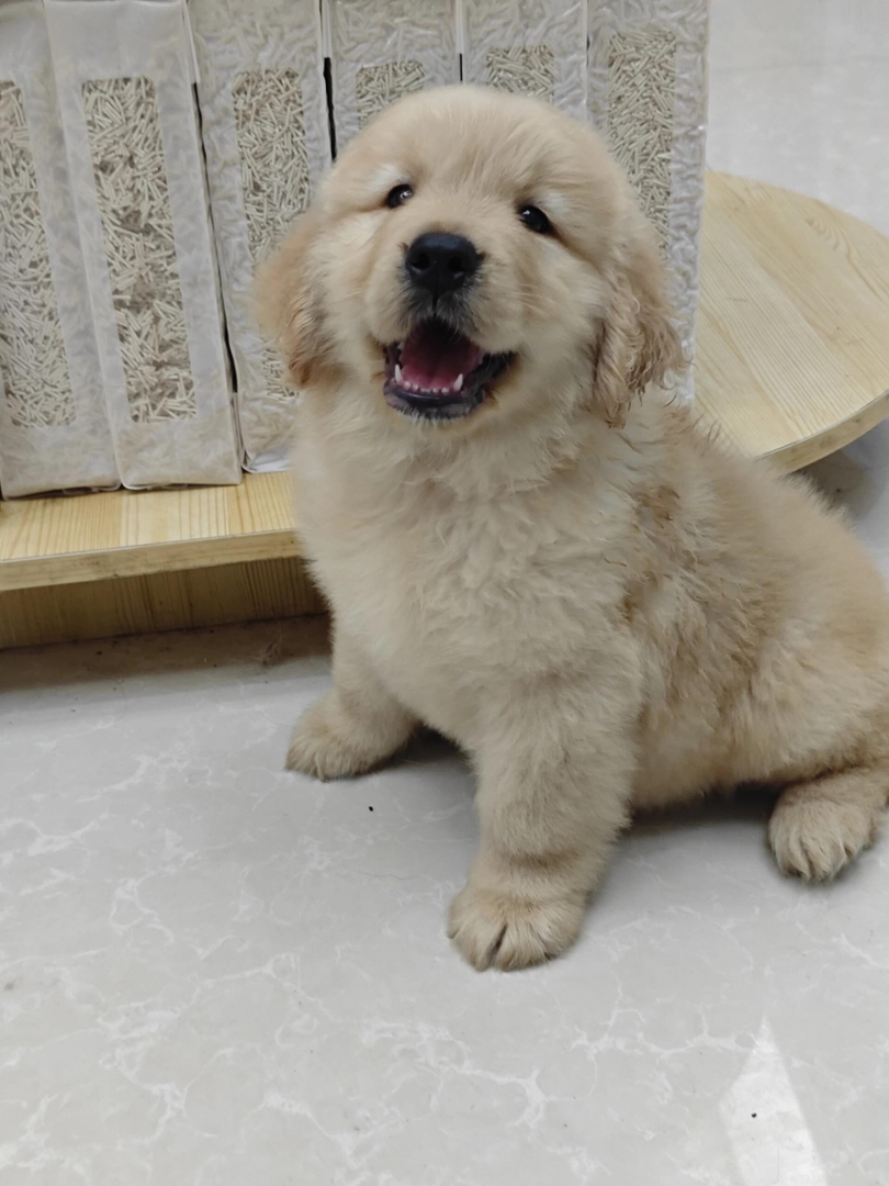 金毛幼犬，可爱活泼，性格温顺，适合家庭养殖
