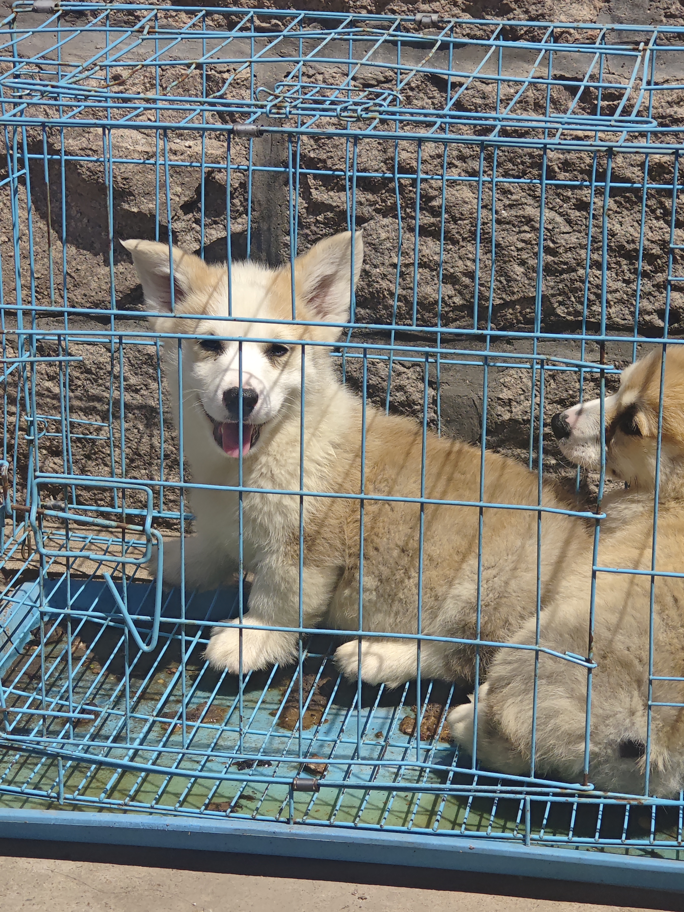双血统柯基犬