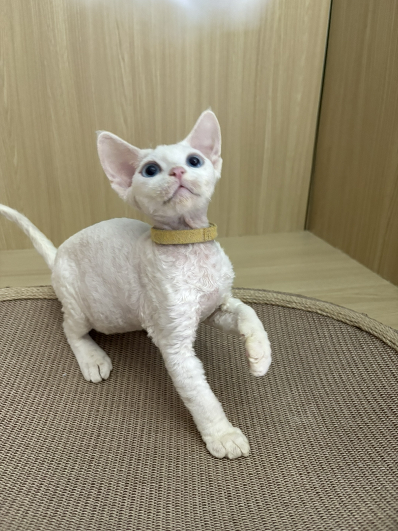 德文