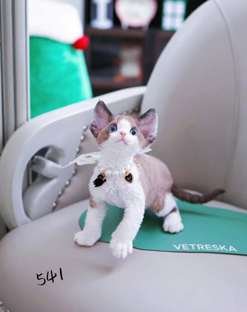 可爱德文卷毛猫，蓝眼粉耳，戴绿项圈，萌趣十足