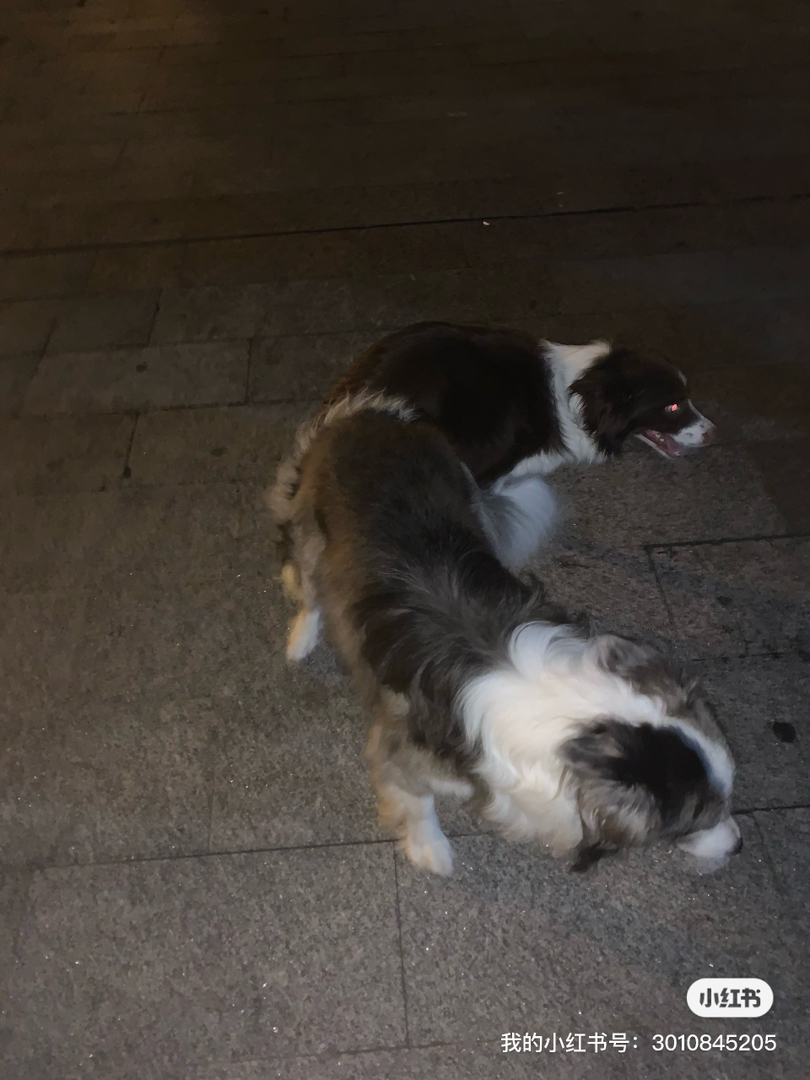 双血统边牧稀有色宝宝预售