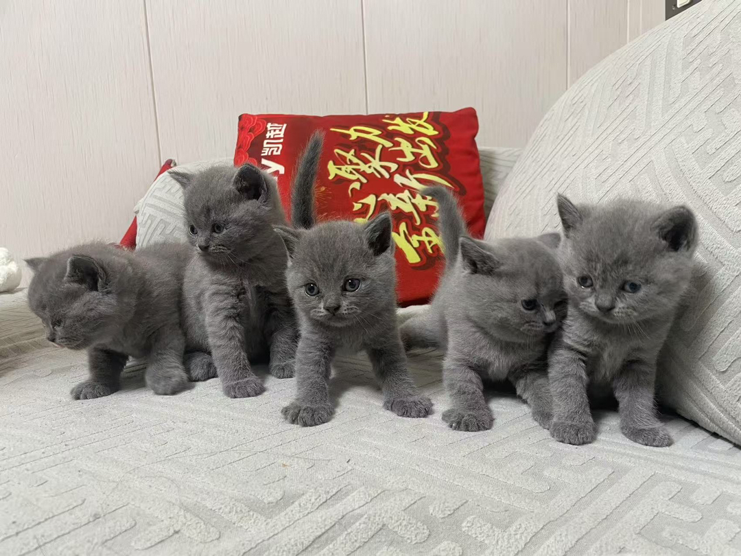 英国短毛猫幼崽,灰毛圆眼超可爱,温顺乖巧萌翻天
