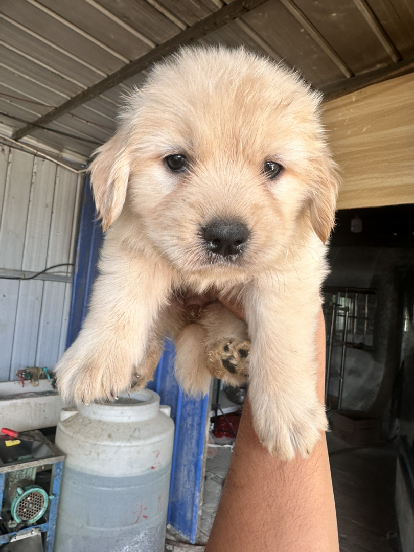 金毛幼犬，可爱活泼，性格温顺，适合家庭养殖
