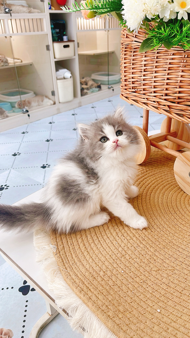 蓝金加白高地妹妹