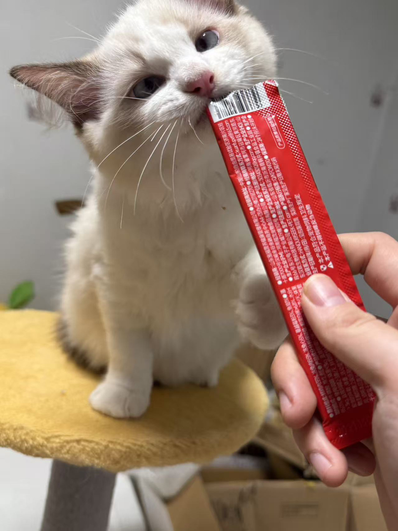 布偶猫
