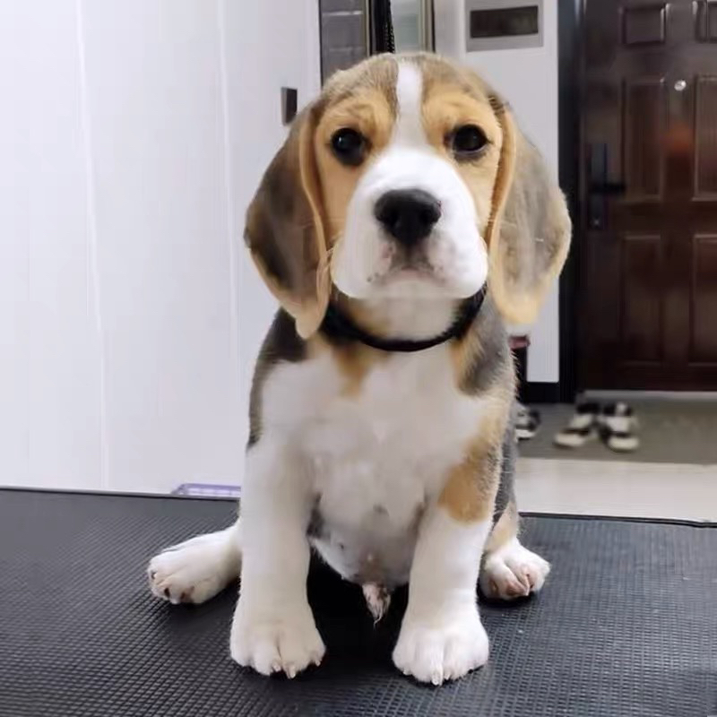双血统比格犬❤平台推荐