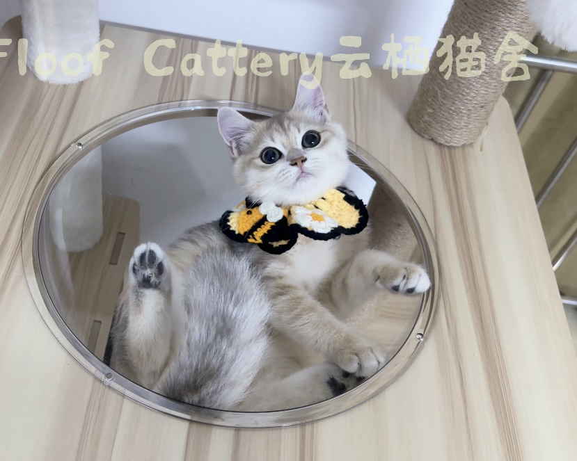 蓝金虎斑英短弟弟