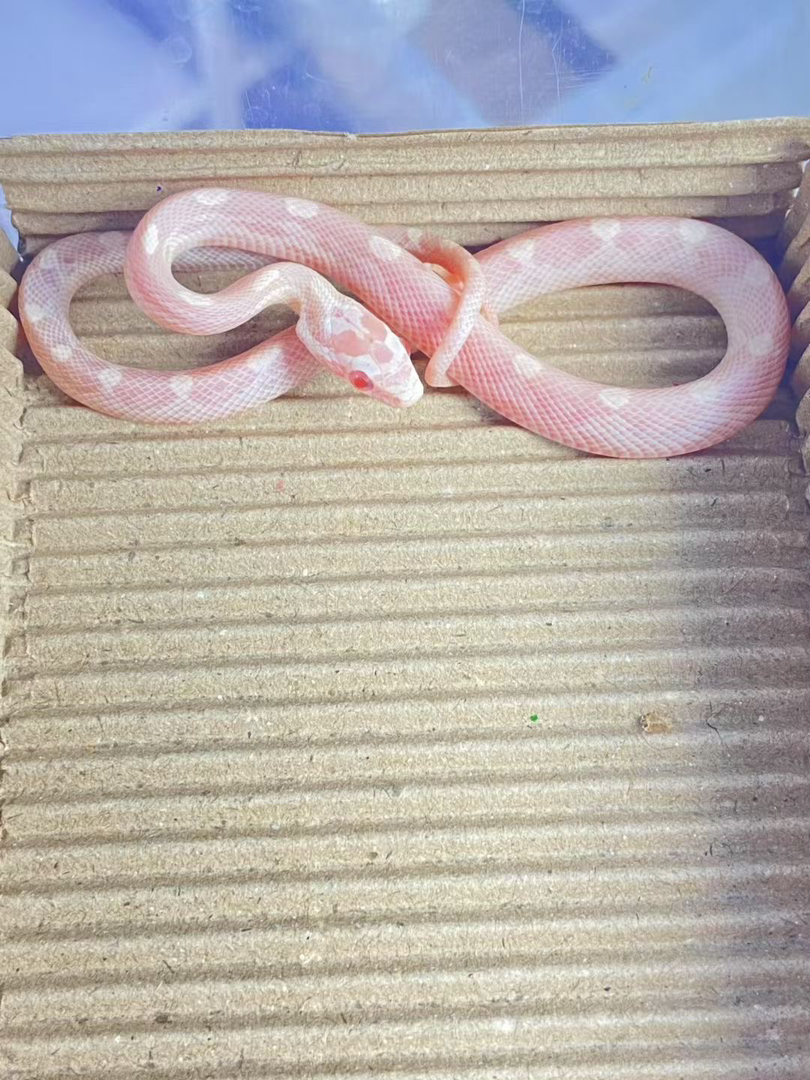 雪白玉米宝宝1只