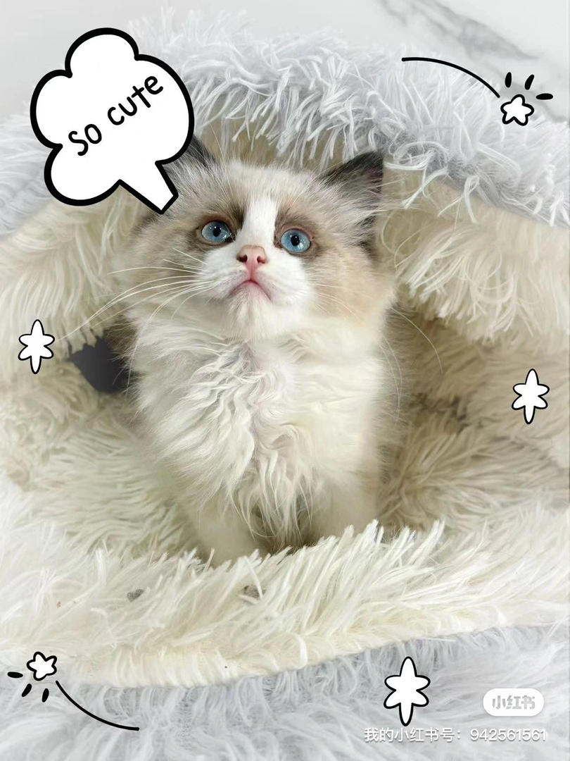 布偶猫