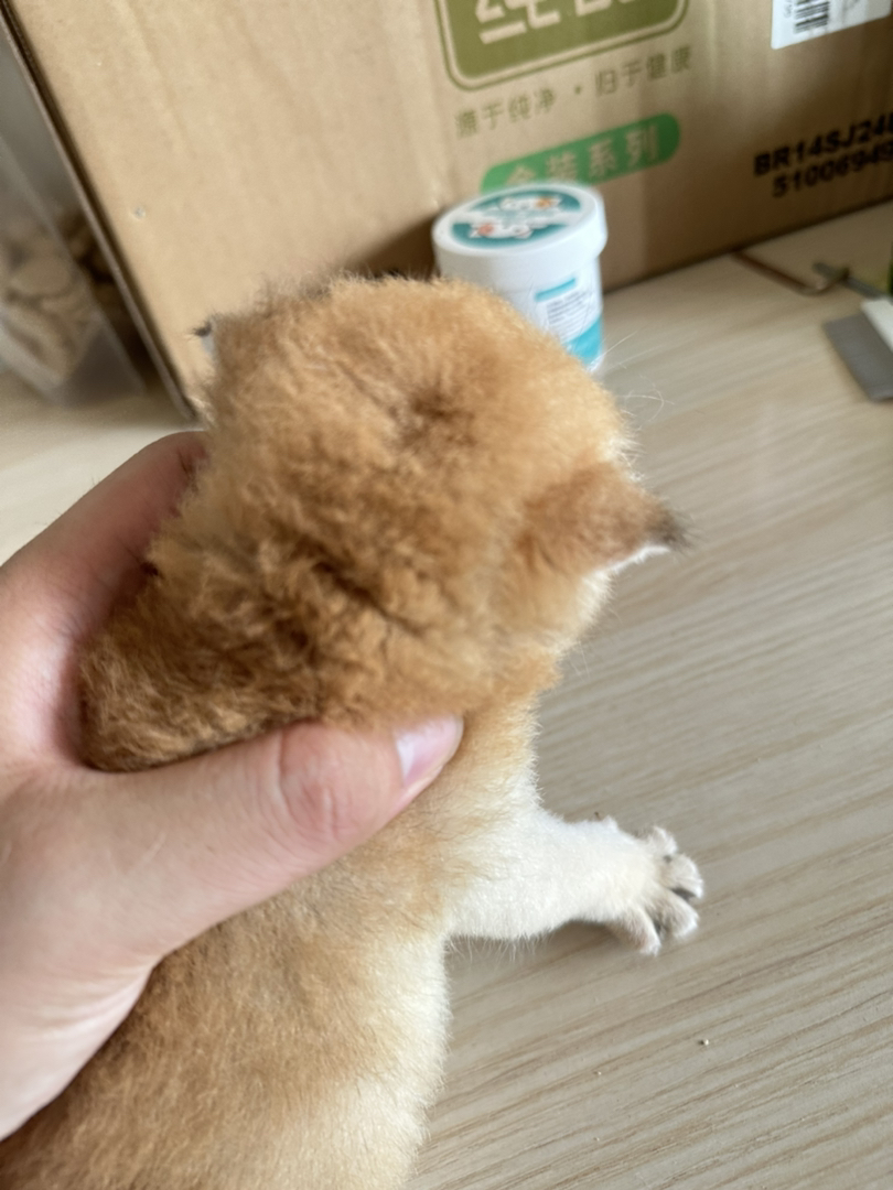 12色金渐层母猫，繁育