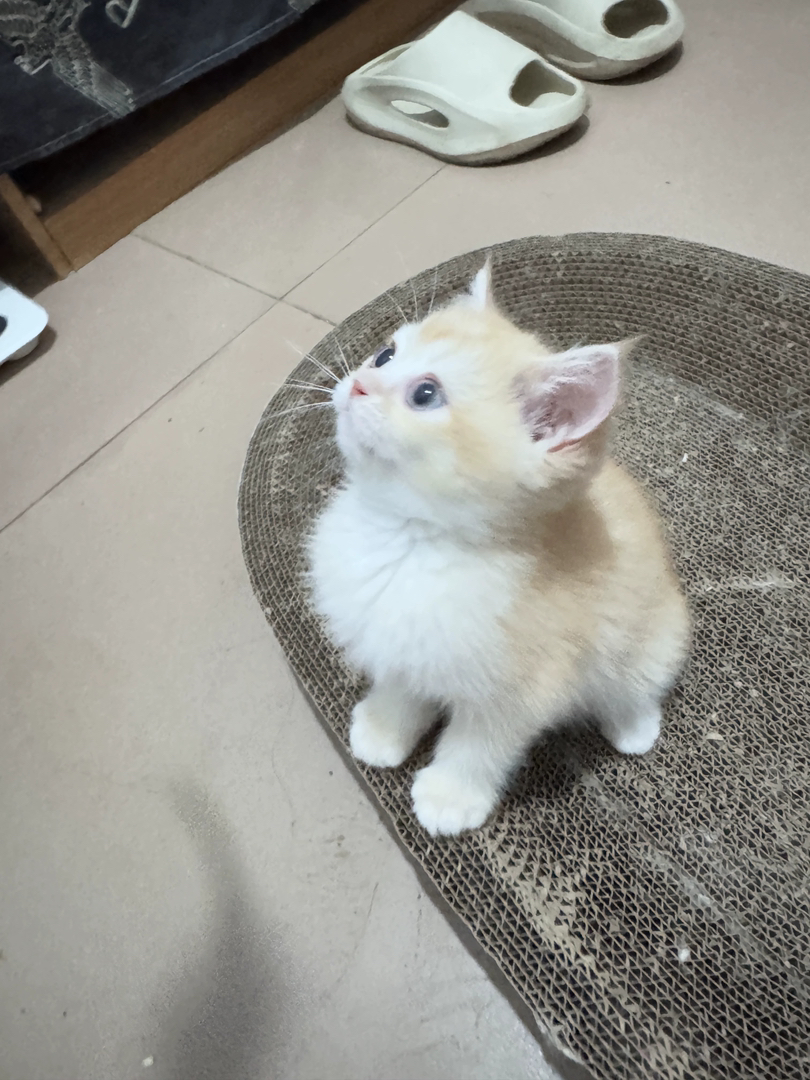 金渐层幼猫,颜值超高,软萌可爱,养猫首选,12色红金弟弟