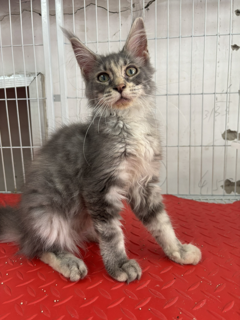 缅因猫幼崽,银虎斑花纹,毛发蓬松大耳,温顺亲人,颜值气质俱佳