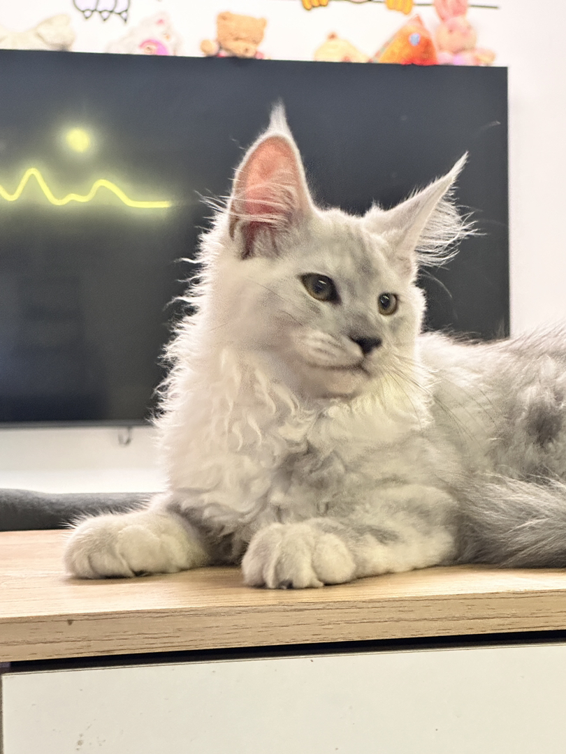 缅因猫高烟阴影烟弟弟,两针疫苗
