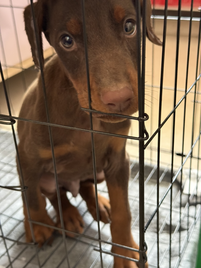 杜宾幼犬，品相优良，聪明机警，忠诚守护的不二之选