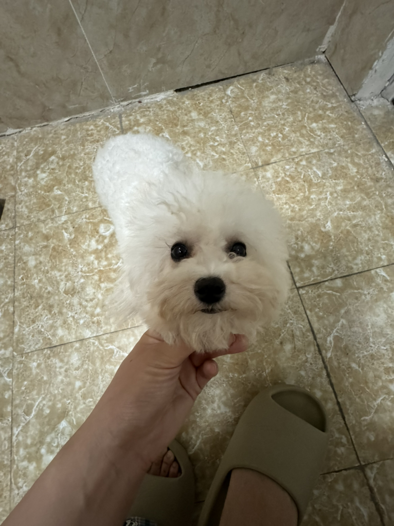 出18个月大比熊母