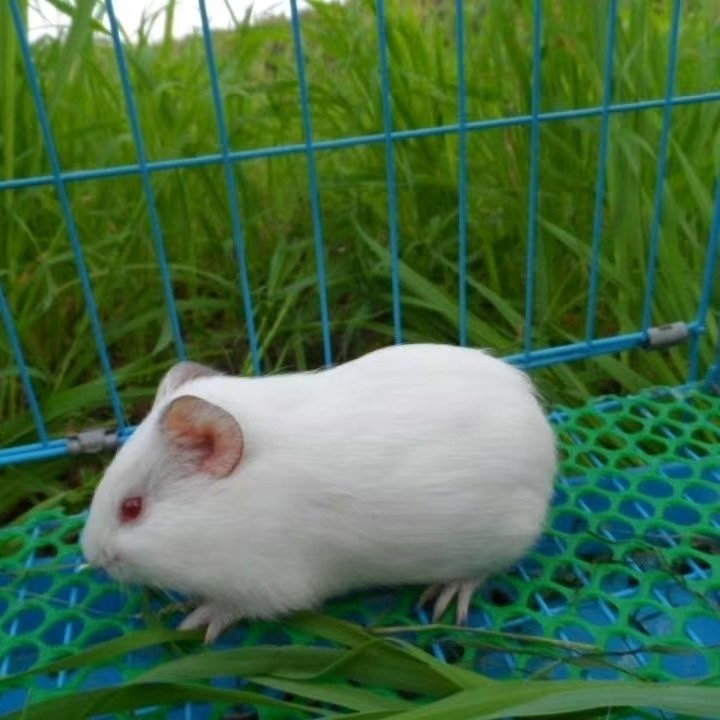 荷兰猪随机发～包邮包活到家（需录好完整开箱视频）