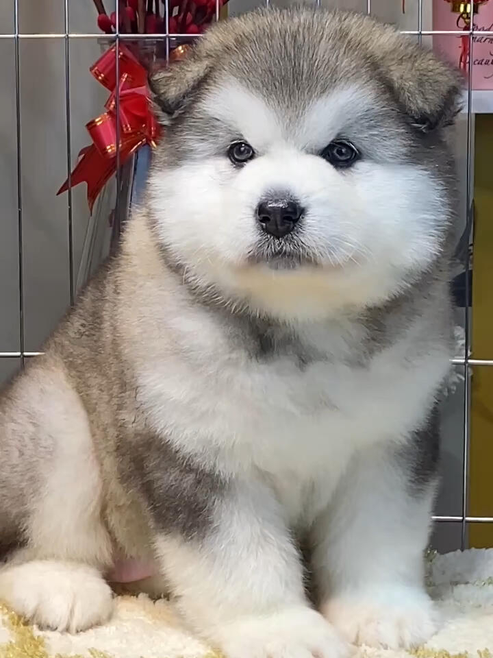双血统可办理证书芯片阿拉斯加雪橇犬