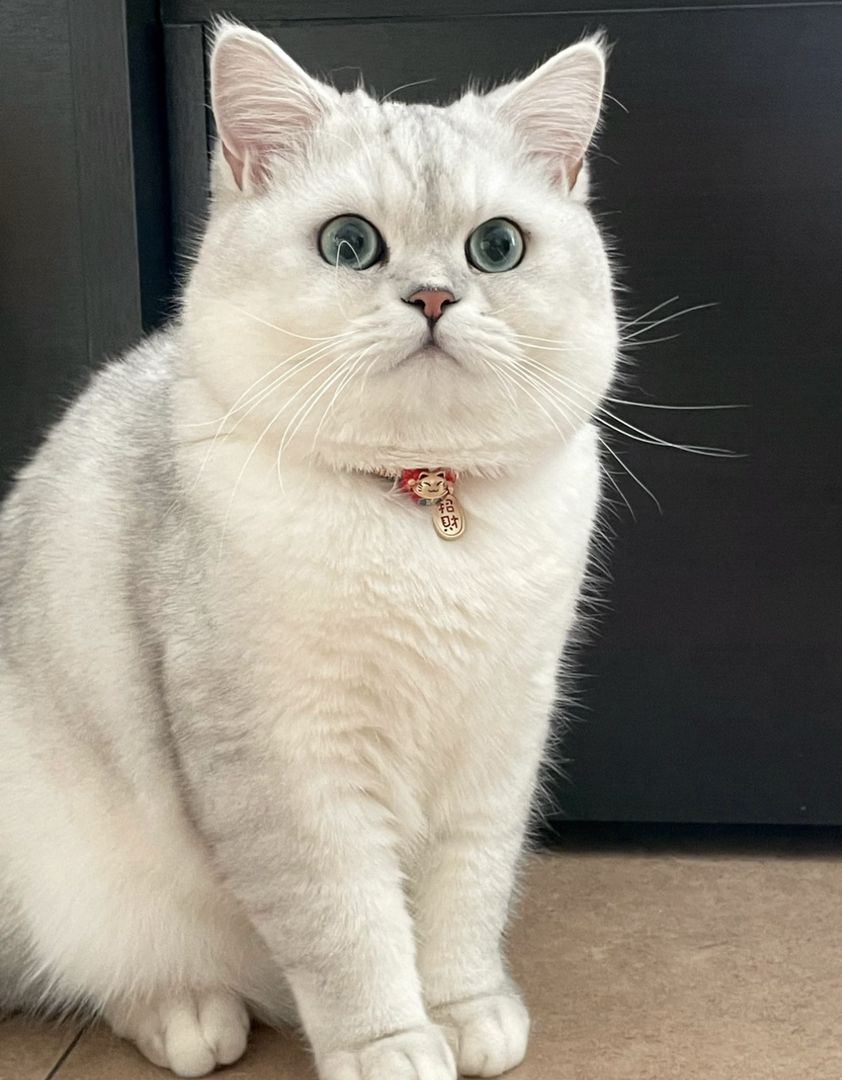 银渐层猫咪，颜值爆表，大眼萌宠，给你无尽的陪伴