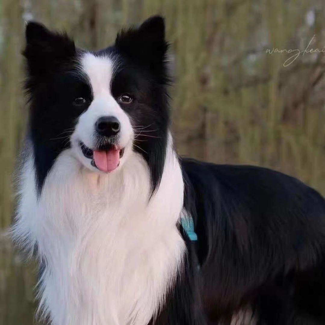 陨石色边牧。边境牧羊犬。