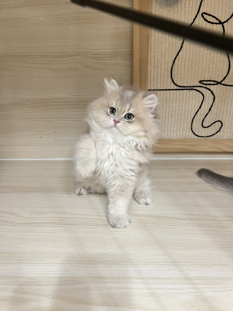 蓝金渐层长毛弟弟蹲新🏠