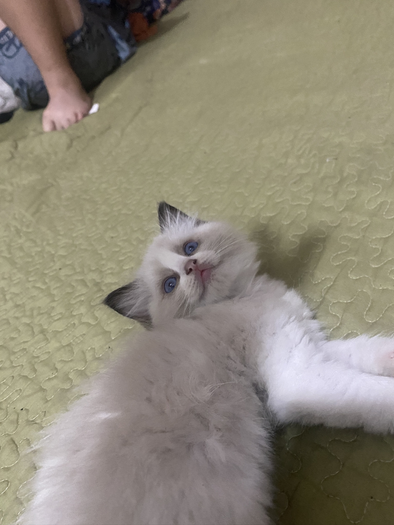 布偶猫
