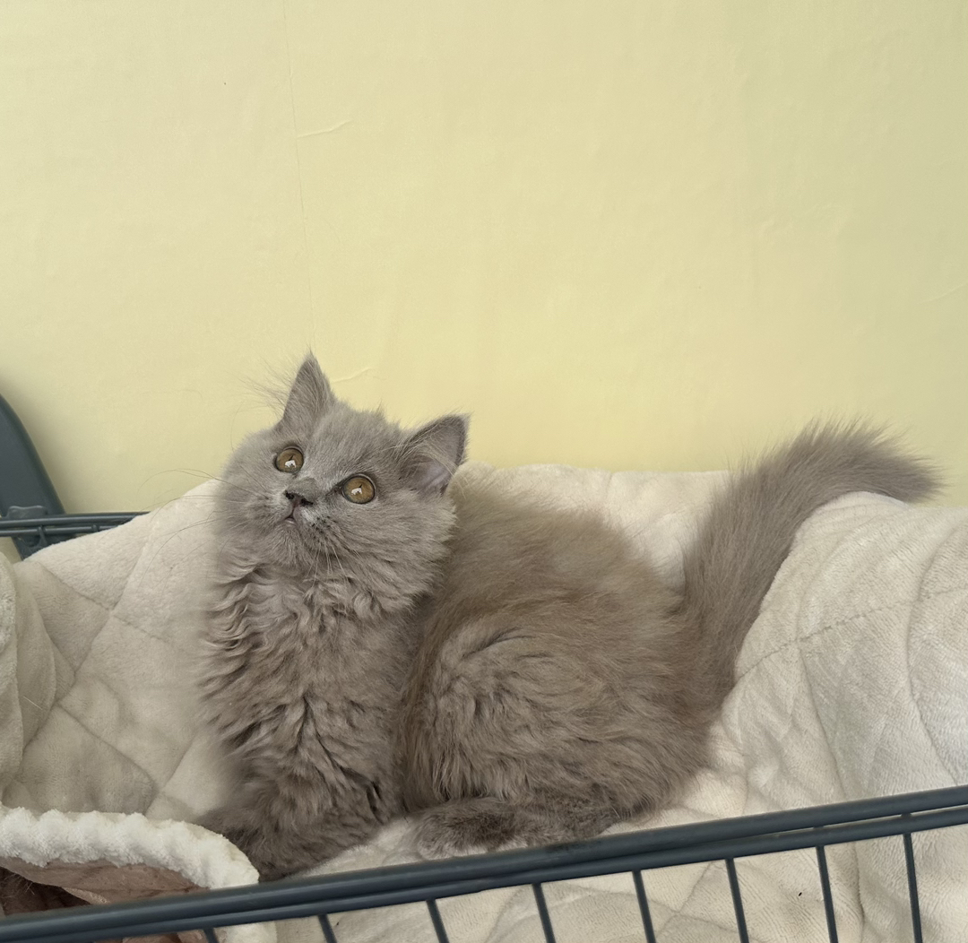 英短蓝猫