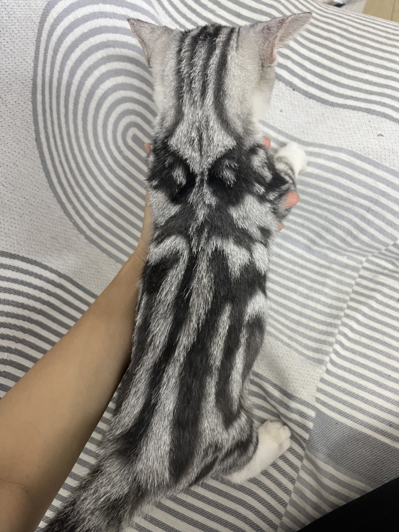 美短短毛 起司 弟弟