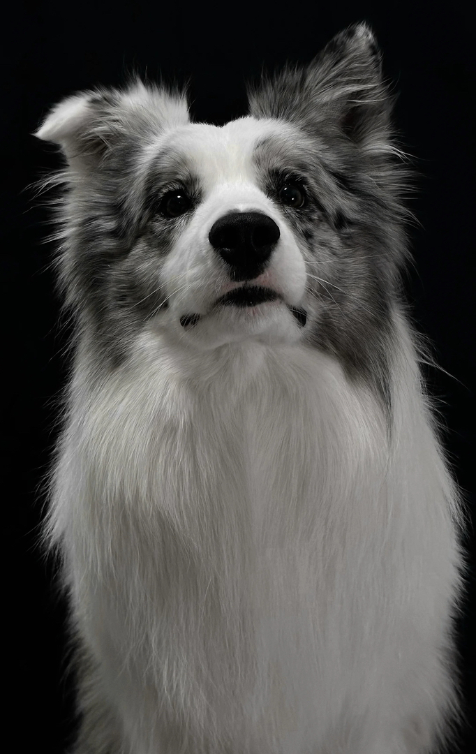 陨石色边境牧羊犬,聪明机灵,长毛飘逸,超棒的宠物伴侣
