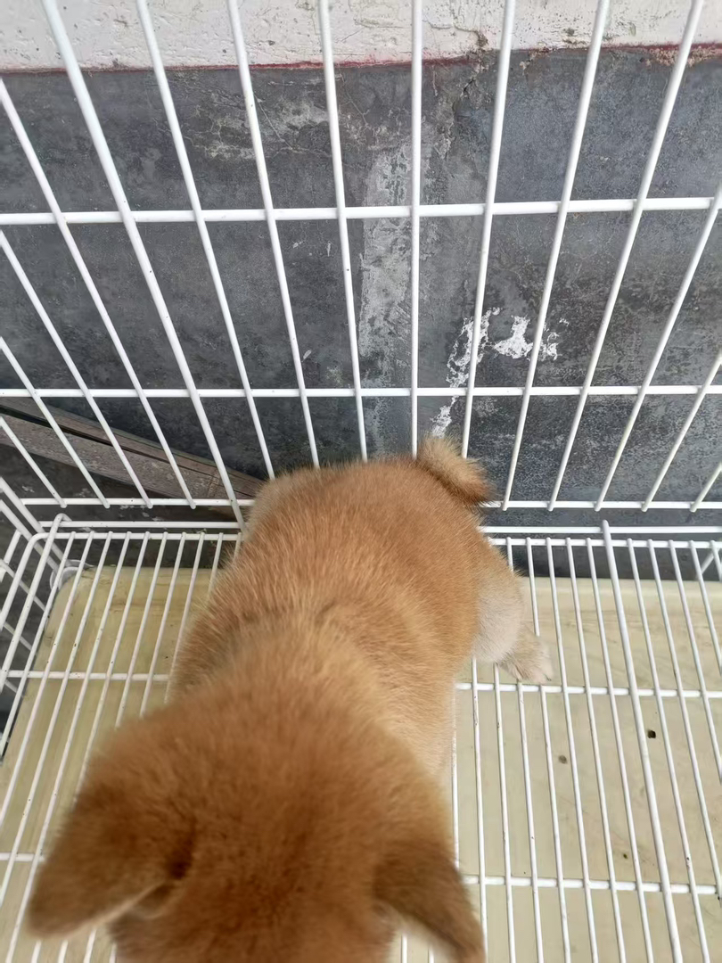 柴犬