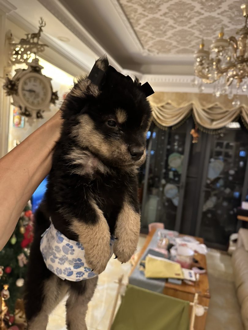 超爆毛四眼铁包金田园犬，绒娃娃手感，超乖，跟人，卷尾小风车，性格开朗活泼