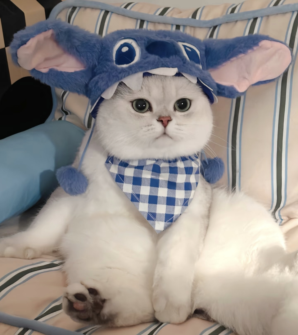 银渐层猫咪,大眼萌态,穿戴可爱,尽显优雅气质