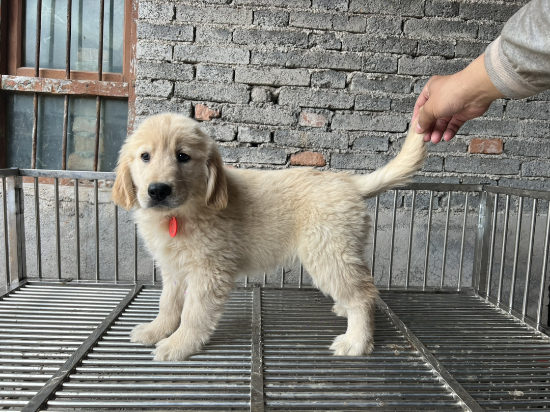 金毛幼犬，可爱活泼，性格温顺，适合家庭养殖