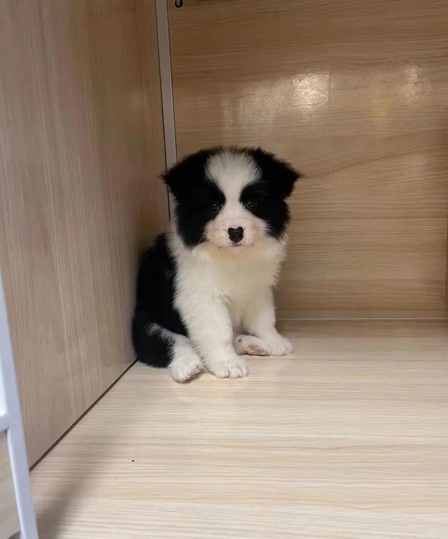黑白相间边境牧羊犬，聪明伶俐，颜值高的绝佳宠物