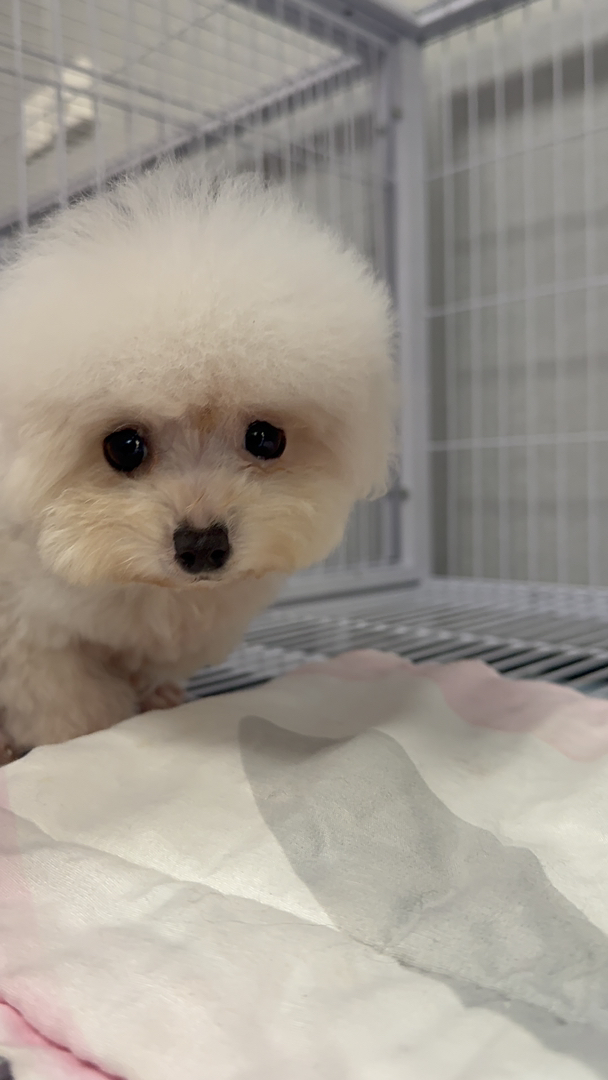 小体比熊、自己家狗生了、不是狗贩子！