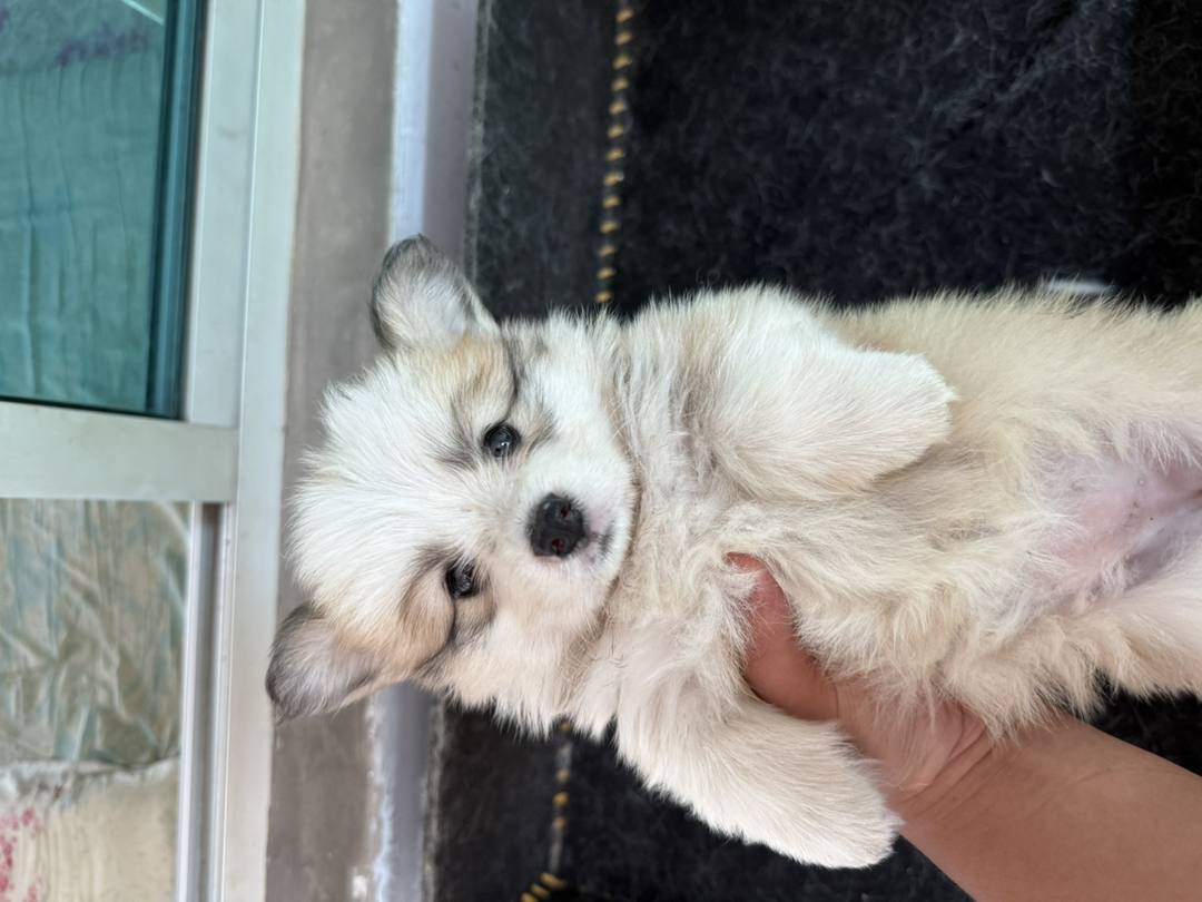 自家柯基幼犬出售，可爱活泼好动，已打一针疫苗