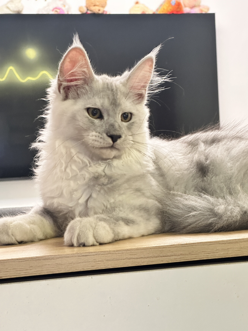 缅因猫高烟阴影烟弟弟,两针疫苗