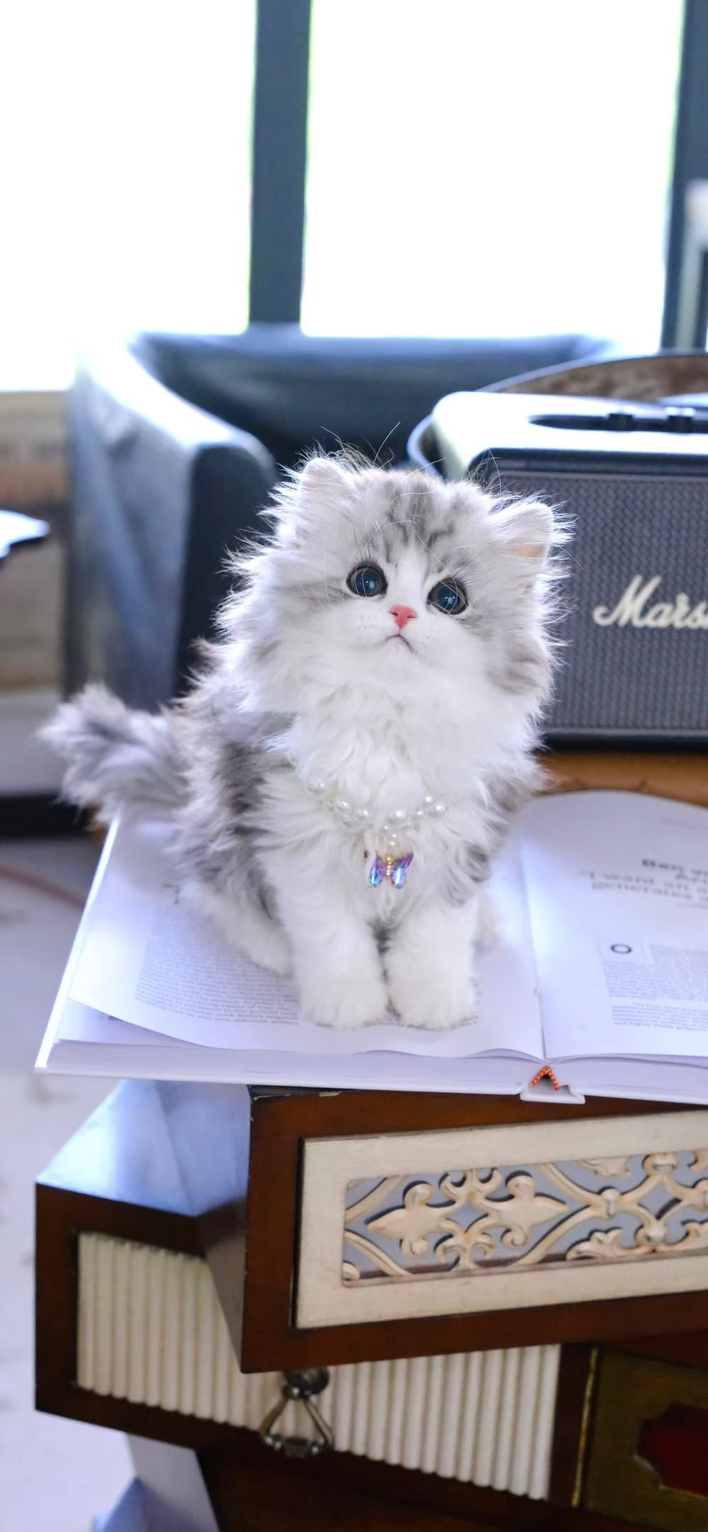 起司高地猫咪