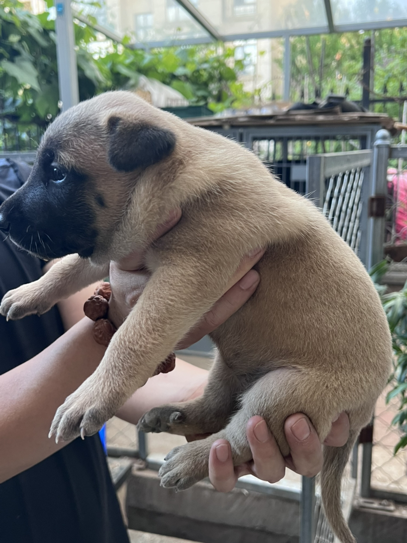 德国牧羊犬！毛量超足