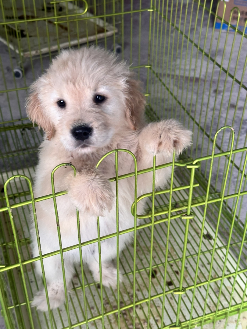 金毛幼犬，可爱活泼，性格温顺，适合家庭养殖