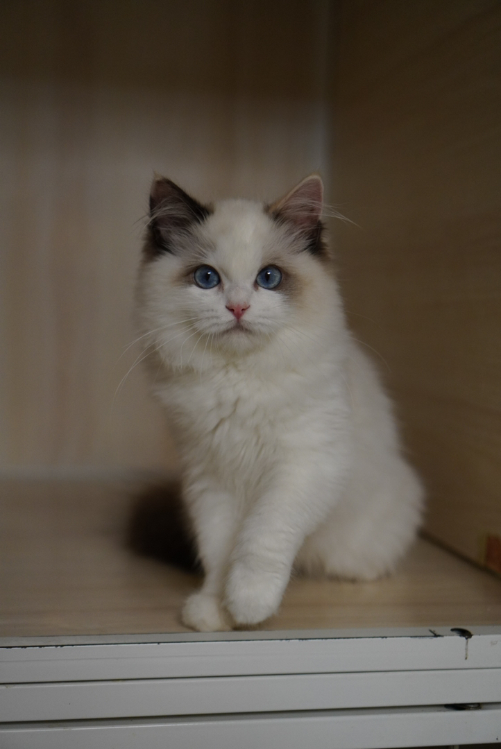 玳瑁布偶猫幼崽