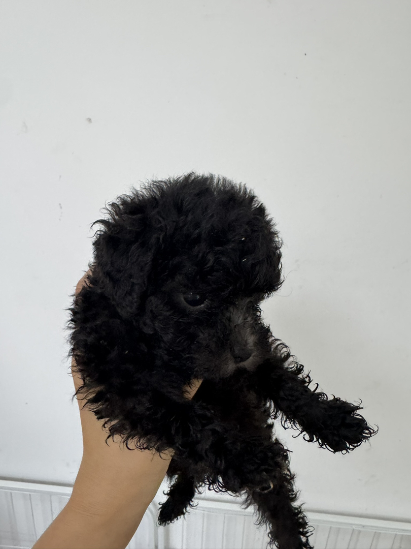 自己的小狗狗找新家