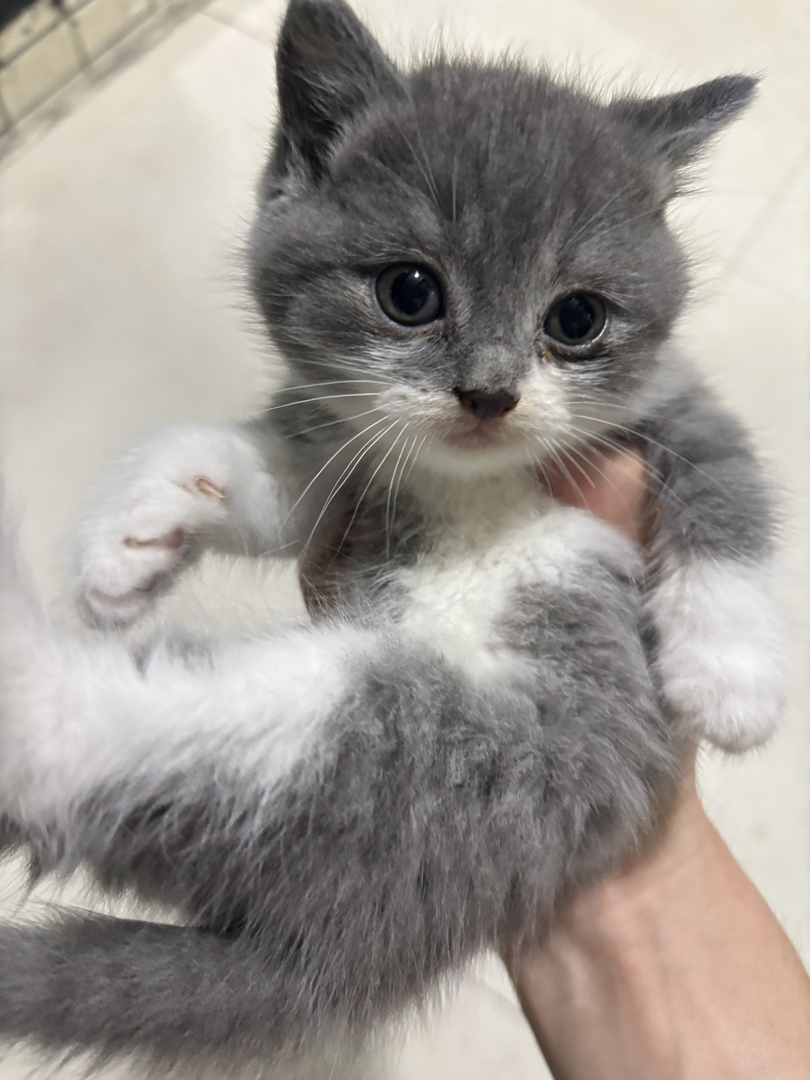纯种好看