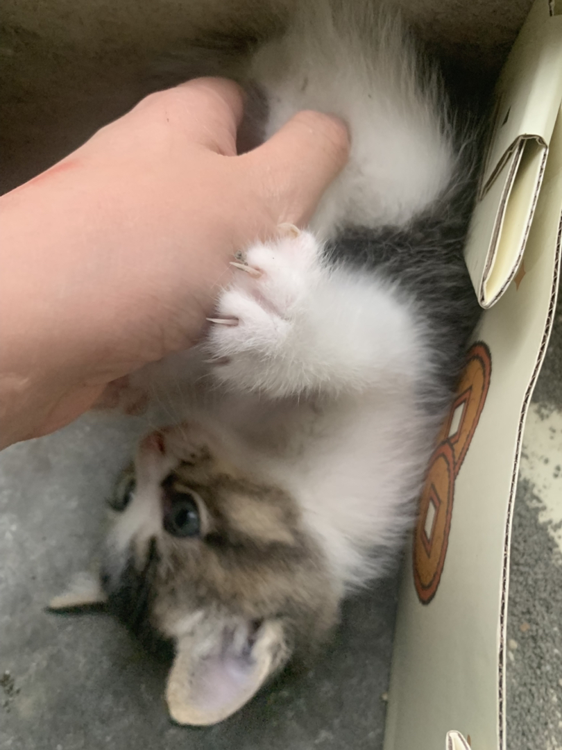 小奶牛 弟弟妹妹都有 健康 很活泼的哦